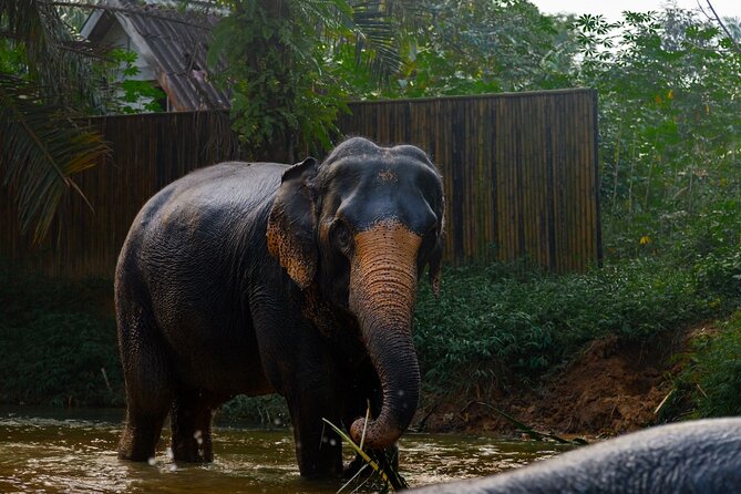2-Hour Guided Eco-Tour & Transfer to Khaolak Elephant Sanctuary - River, mud, and washing time