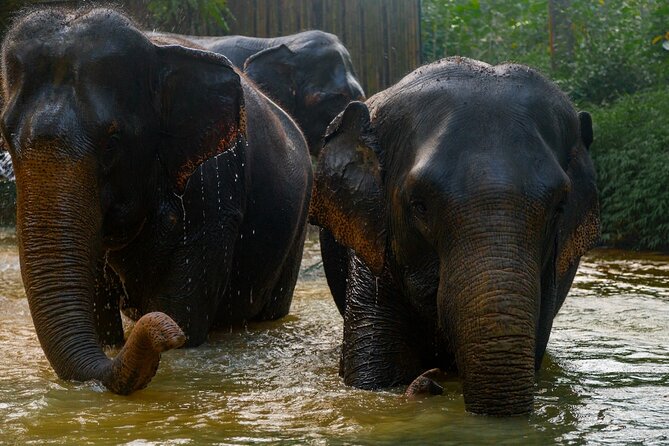 2-Hour Guided Eco-Tour & Transfer to Khaolak Elephant Sanctuary - Why the $74.97 price can be good value