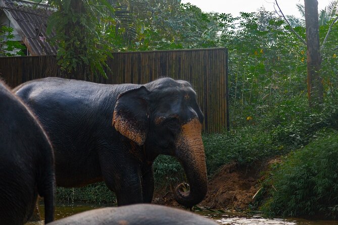 2-Hour Guided Eco-Tour & Transfer to Khaolak Elephant Sanctuary - Following the elephants into the jungle