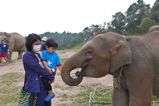 3-in-1: Doi Inthanon Tour, Elephant Sanctuary, and Trekking Trail - Living Green Foundation and the elephant visit