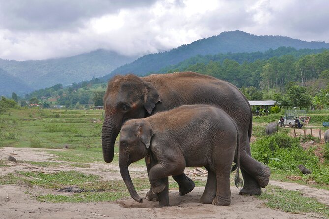 3-in-1: Doi Inthanon Tour, Elephant Sanctuary, and Trekking Trail - Lunch, vans, and the true cost of the day