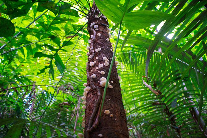4-Waters Eco-Adventure Trip from Phuket Including Lunch - Lunch arrives late, but it is worth the wait