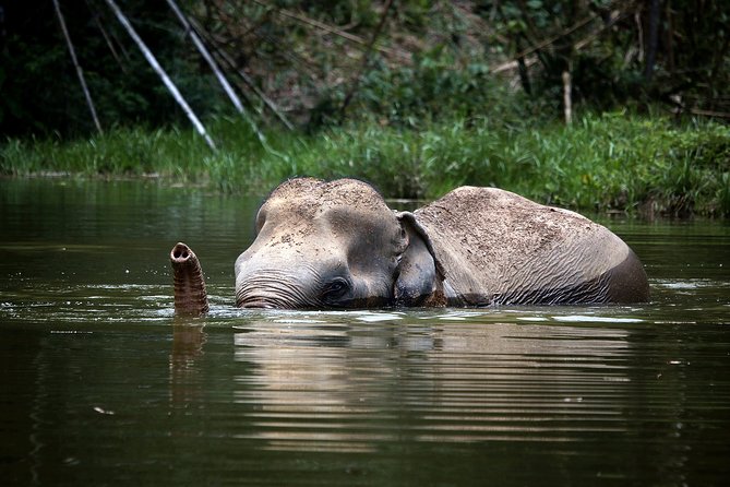 A Morning with the Elephants at Phuket Elephant Sanctuary - Starting at the Tree Top Lounge