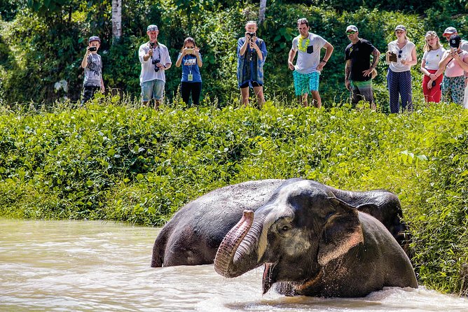 A Morning with the Elephants at Phuket Elephant Sanctuary - The canopy walkway and photo views