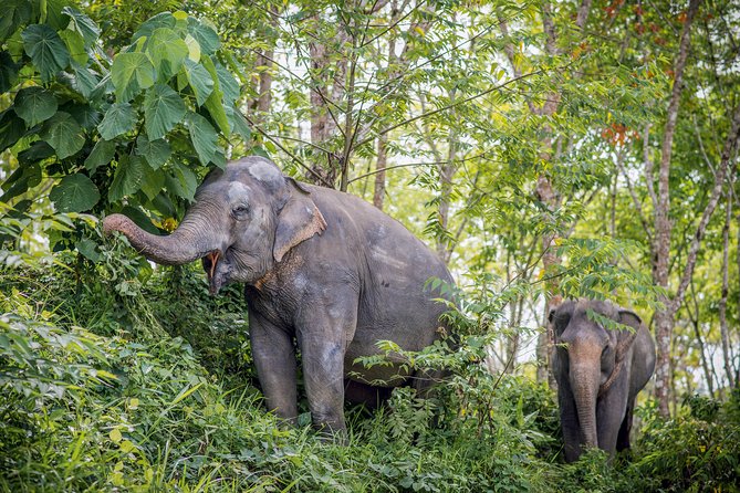 A Morning with the Elephants at Phuket Elephant Sanctuary - Watching elephants without taking over