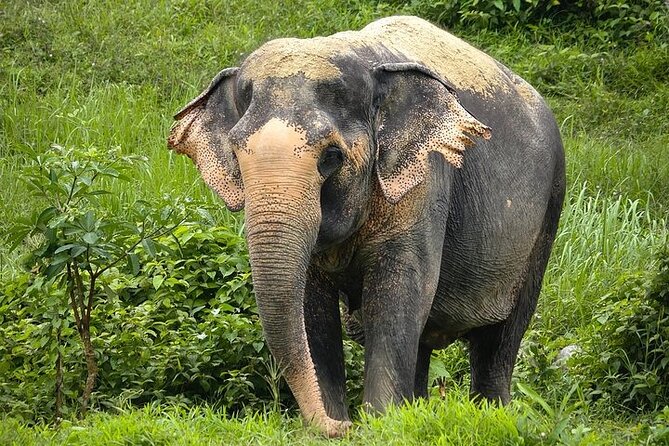 An Afternoon with the Elephants at Phuket Elephant Sanctuary - Arriving for the 1:30 p.m. program