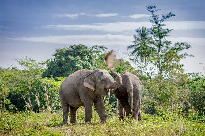 An Afternoon with the Elephants at Phuket Elephant Sanctuary - Walking the canopy route