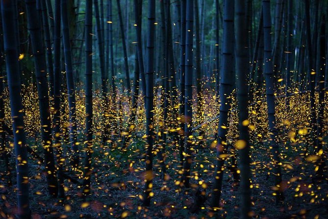 Bamboo Bicycle Tour in twilight: watch dancing Fireflies in Bangkok - What the guides add to the evening