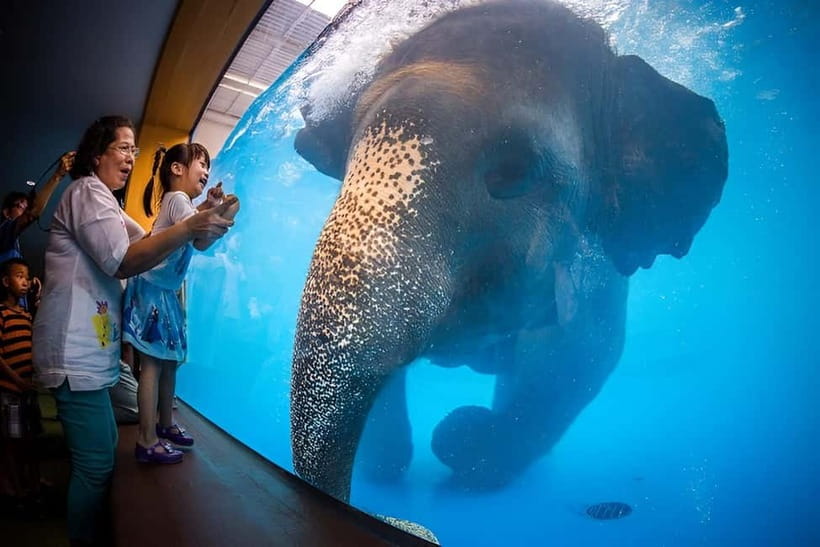 Bangkok/Pattaya: Khao Kheow Zoo Private Tour with Pickup - Why Khao Kheow Zoo makes a good day out