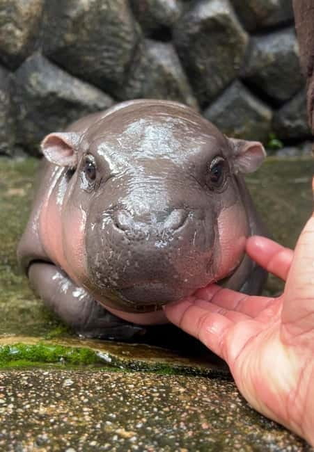 Bangkok/Pattaya: Khao Kheow Zoo Private Tour with Pickup - Is $64 a good value?