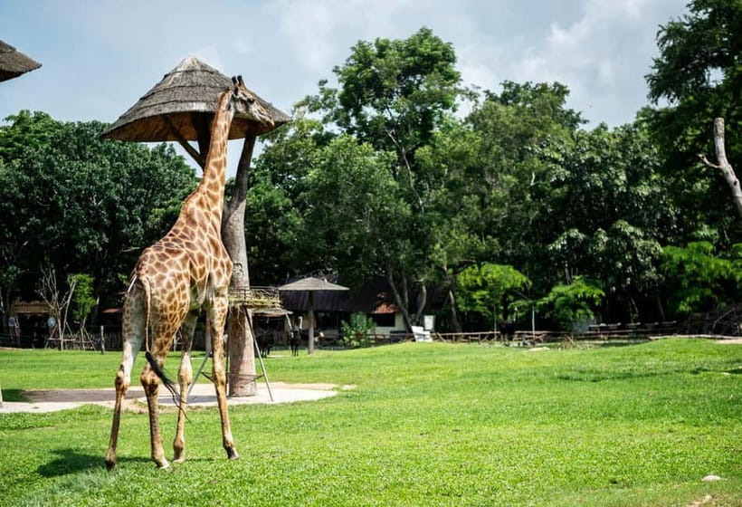 Bangkok/Pattaya: Khao Kheow Zoo Private Tour with Pickup - Starting from Bangkok or Pattaya
