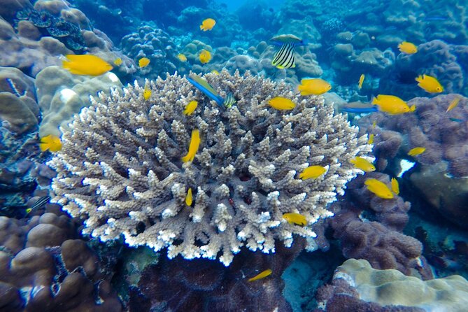 Best of Phi Phi Islands Snorkeling Tour from Phuket - What the Crew Adds to the Day