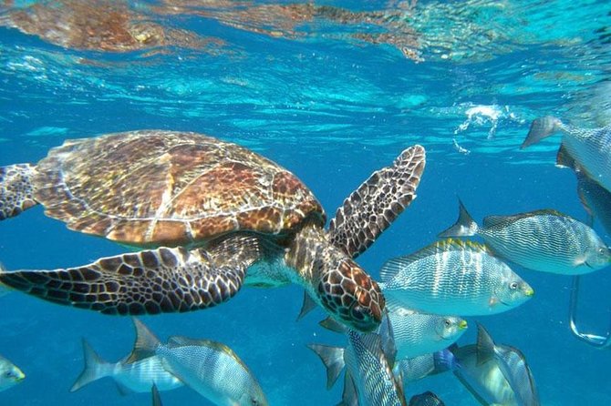 Best Seller - Surin Islands Snorkeling Trip from Khao Lak - Key points to know before booking