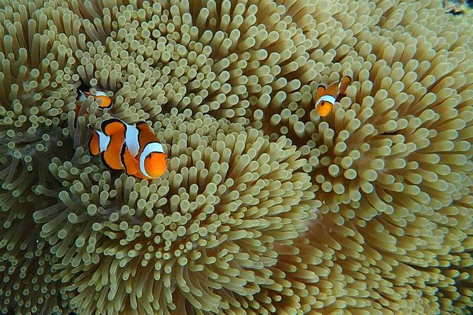 Best Seller - Surin Islands Snorkeling Trip from Khao Lak - Chong Kad Bay starts the water time