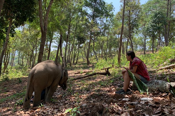 Care Pride Elephants: Full-Day Tour Experience - Key points before you book