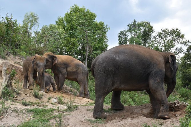 Care Pride Elephants: Full-Day Tour Experience - A full day with elephants, not a rushed photo stop