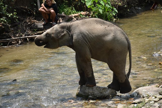 Care Pride Elephants: Full-Day Tour Experience - Meeting the family and learning elephant care