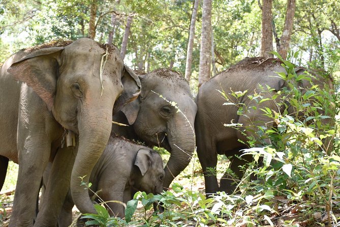 Care Pride Elephants: Full-Day Tour Experience - Feeding sessions reveal individual personalities