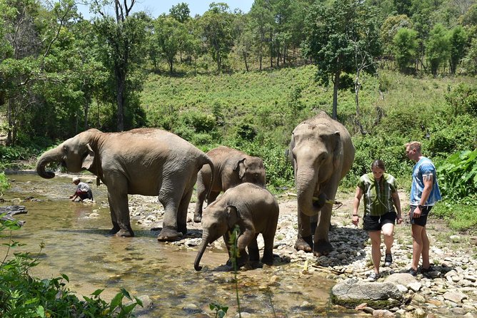 Care Pride Elephants: Full-Day Tour Experience - Walking through the hills at the elephants’ pace