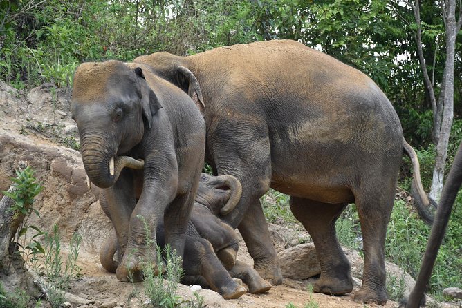 Care Pride Elephants: Full-Day Tour Experience - A homemade Thai lunch in the middle of the day