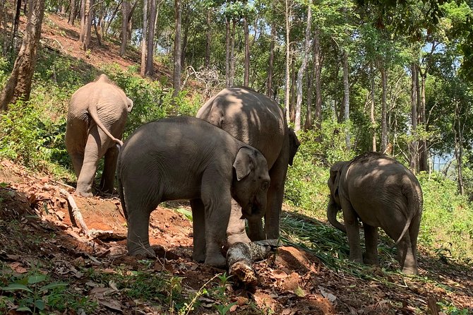 Care Pride Elephants: Full-Day Tour Experience - Mud bathing, then washing in the river