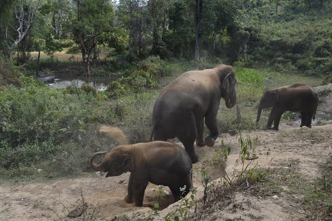 Care Pride Elephants: Full-Day Tour Experience - The 8:15 a.m. pickup and winding road south