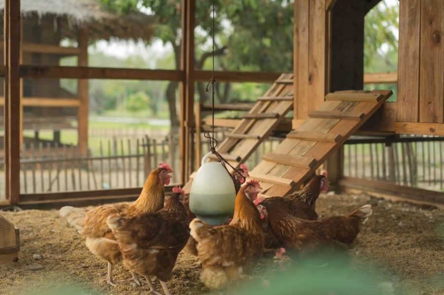 Chiang Mai: Authentic Cooking Class with Market & Farm Visit - Dietary Needs, Children, and Comfort