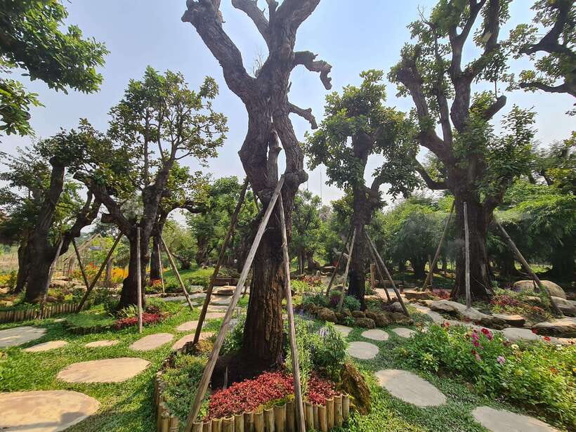 Chiang Mai: Dantewada Land of Angels & Sticky Waterfall Tour - What the guides add to the experience