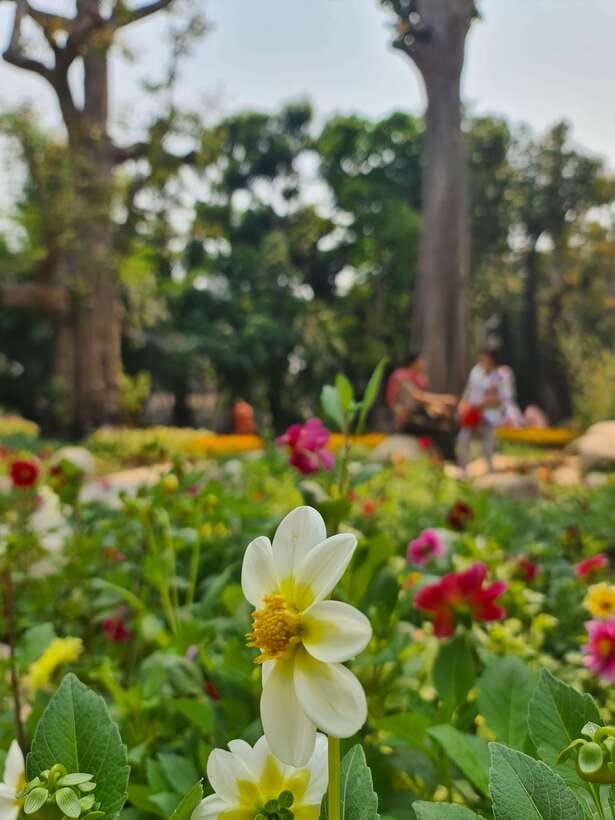 Chiang Mai: Dantewada Land of Angels & Sticky Waterfall Tour - Price, inclusions, and what $54 really buys