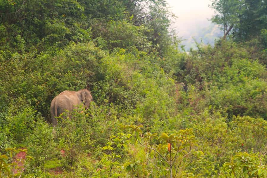 Chiang Mai: Day for Elephant Observation Only Half-day Trip - Why the no-touch policy matters