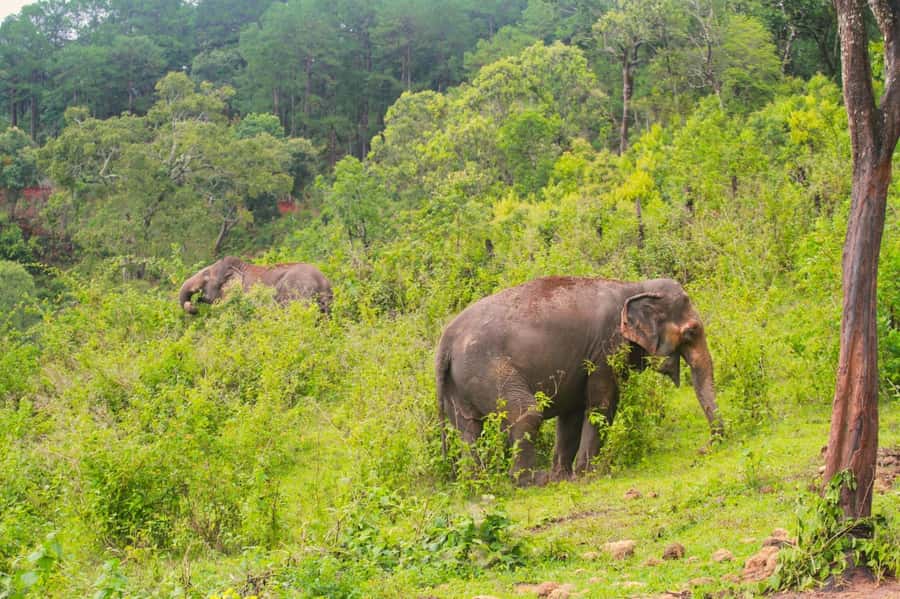 Chiang Mai: Day for Elephant Observation Only Half-day Trip - The journey from Chiang Mai to Big Boy