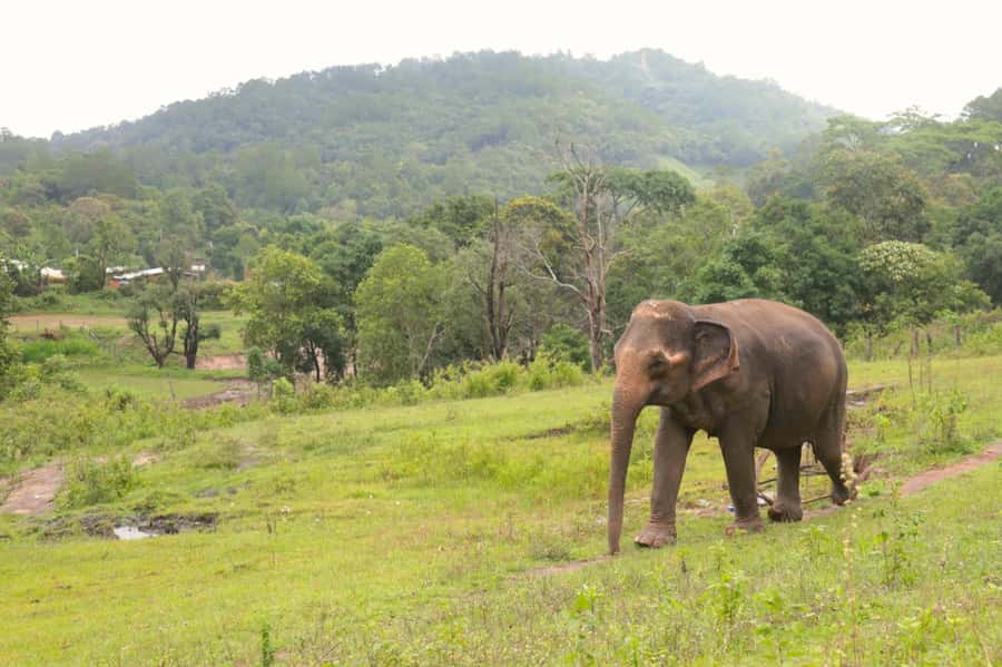 Chiang Mai: Day for Elephant Observation Only Half-day Trip - Observing the elephants at feeding time