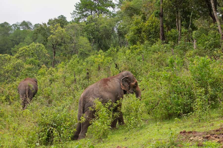 Chiang Mai: Day for Elephant Observation Only Half-day Trip - Caring for the habitat