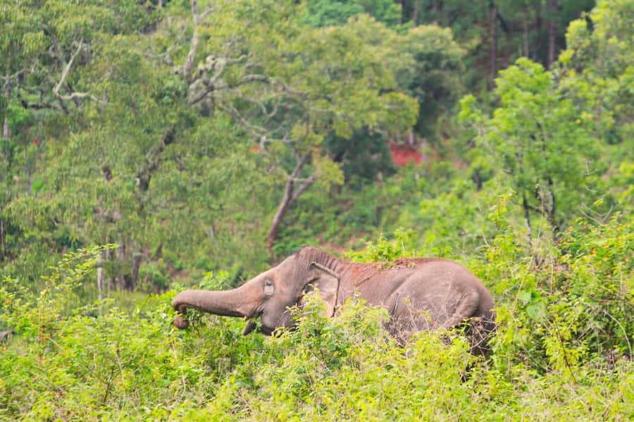 Chiang Mai: Day for Elephant Observation Only Half-day Trip - Who will enjoy this elephant experience
