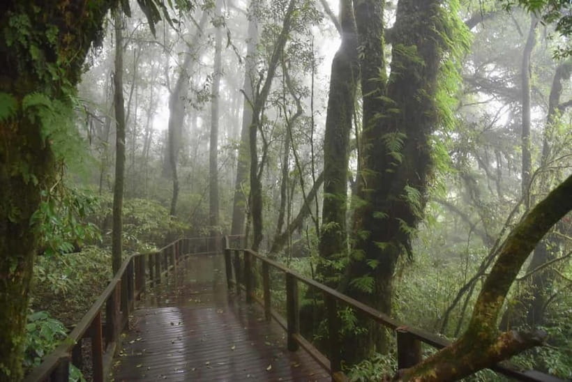 Chiang Mai: Doi Inthanon National Park and Kew Mae Pan Tour - Kew Mae Pan’s cloud forest trail