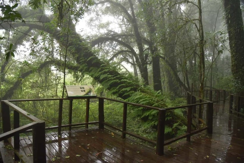 Chiang Mai: Doi Inthanon National Park and Kew Mae Pan Tour - Coffee and rice terraces at Ban Mae Klang Luang
