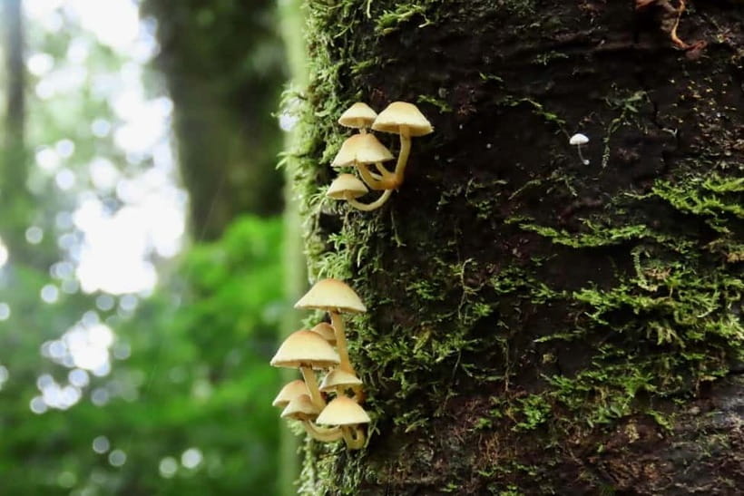 Chiang Mai: Doi Inthanon National Park and Kew Mae Pan Tour - Who will get the most from this tour?