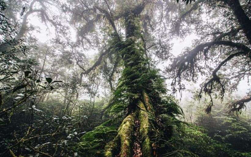 Chiang Mai: Doi Inthanon National Park Sightseeing Only - Sirithan Waterfall before lunch