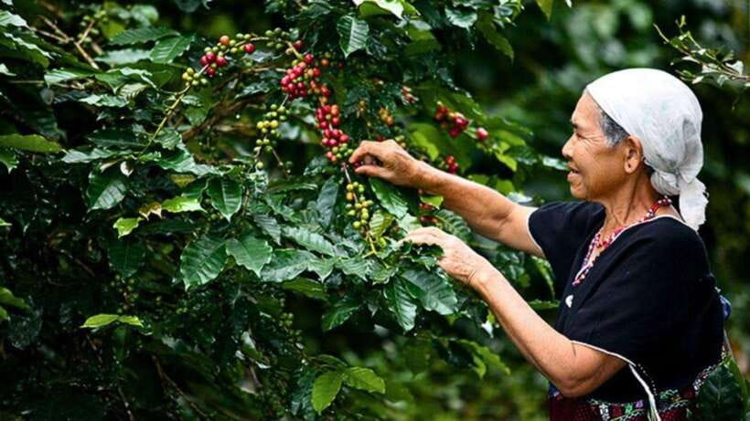 Chiang Mai: Doi Inthanon National Park Sightseeing Only - Ang Ka Nature Trail and the cool forest