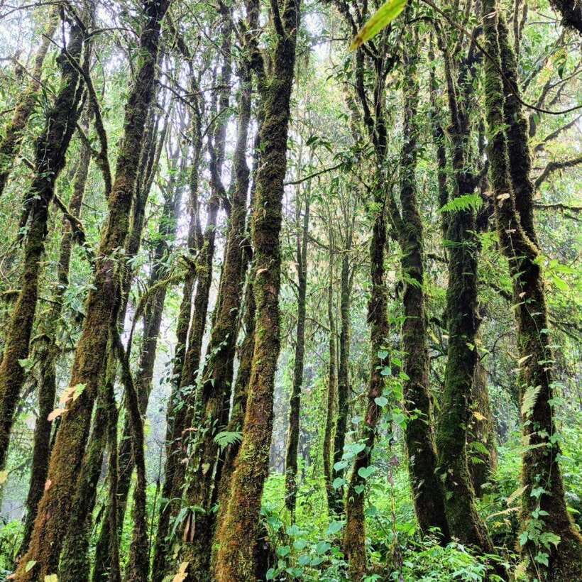 Chiang Mai: Doi Inthanon National Park & Waterfall Day Tour - The King and Queen pagodas above the park