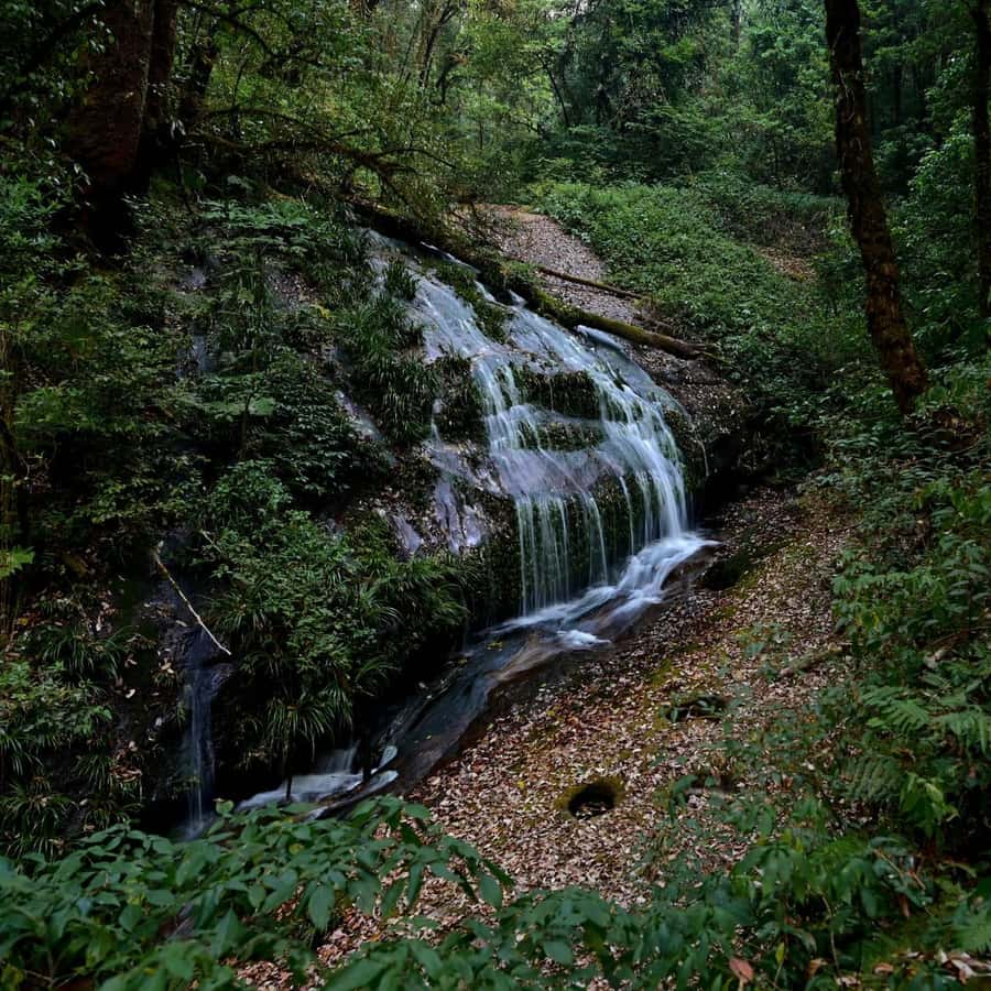 Chiang Mai: Doi Inthanon National Park, Waterfall & Lunch - Price, tickets, and what the $37 means