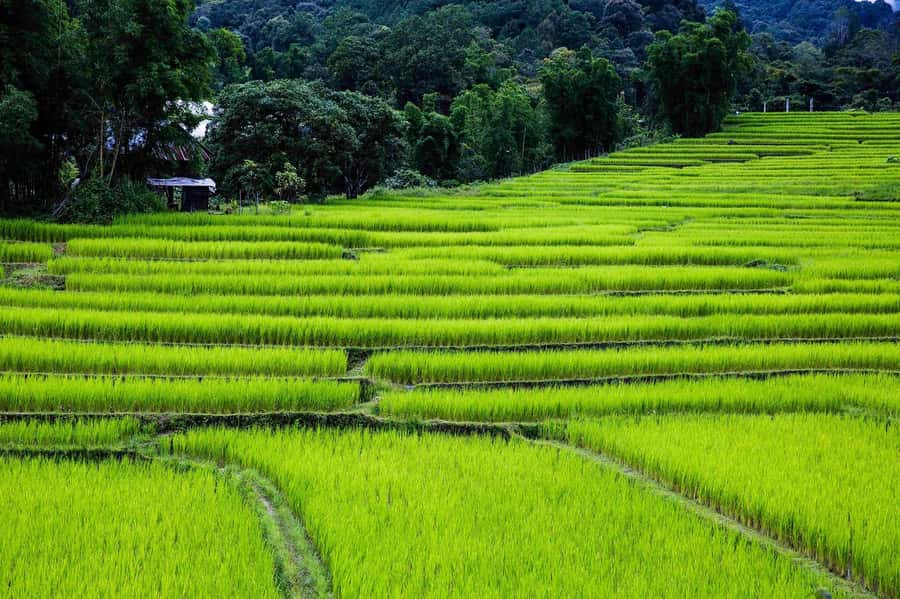 Chiang Mai: Doi Inthanon National Park, Waterfall & Lunch - Thailand’s highest point at 2,565 meters