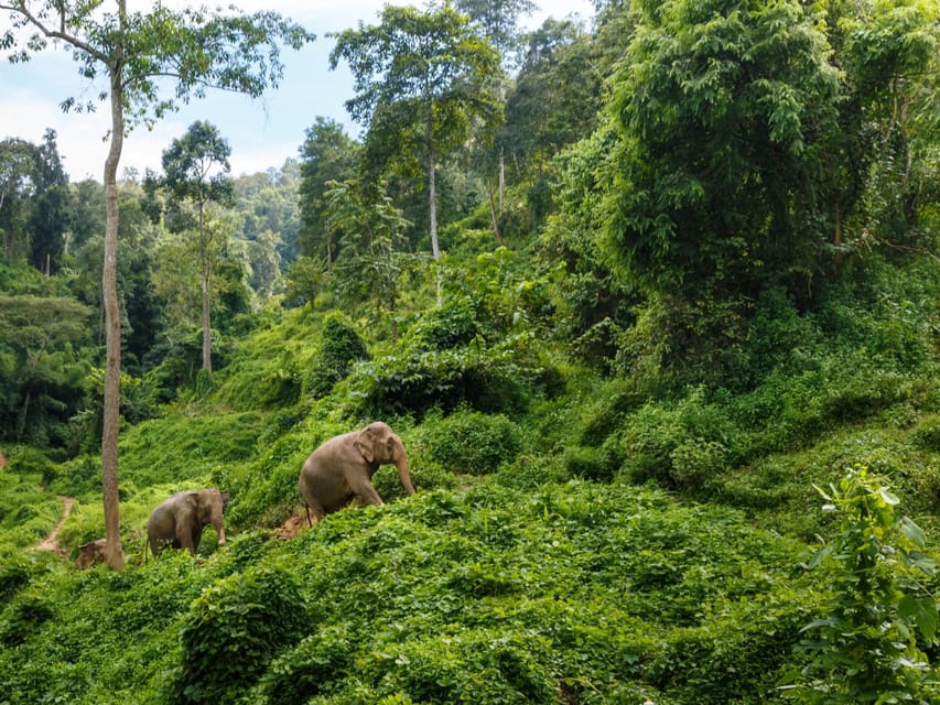 Chiang Mai: Doi Inthanon Park and Pha Dok Siew Trail Trek - The King’s and Queen’s Pagodas