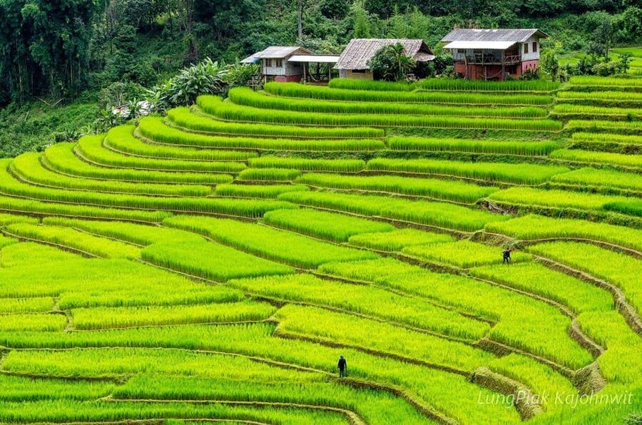 Chiang Mai Doi Inthanon Park Waterfall Pure Sightseeing Tour - The Hmong market and highland farming