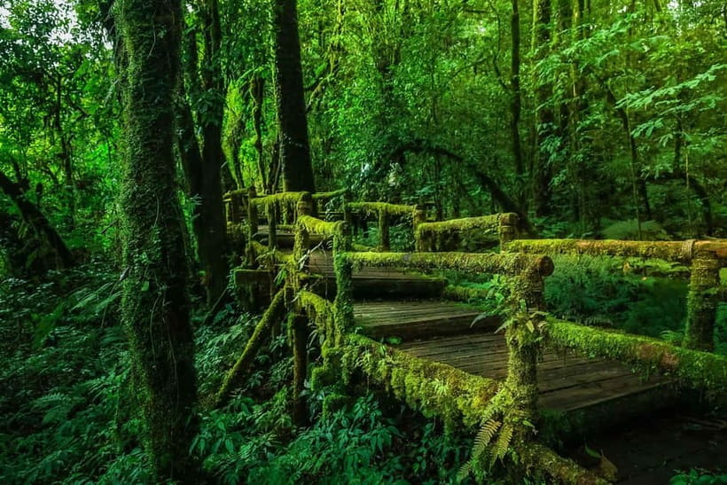 Chiang Mai: Doi Inthanon Trip with Pha Dok Siew Guided Trek - Wachirathan Waterfall