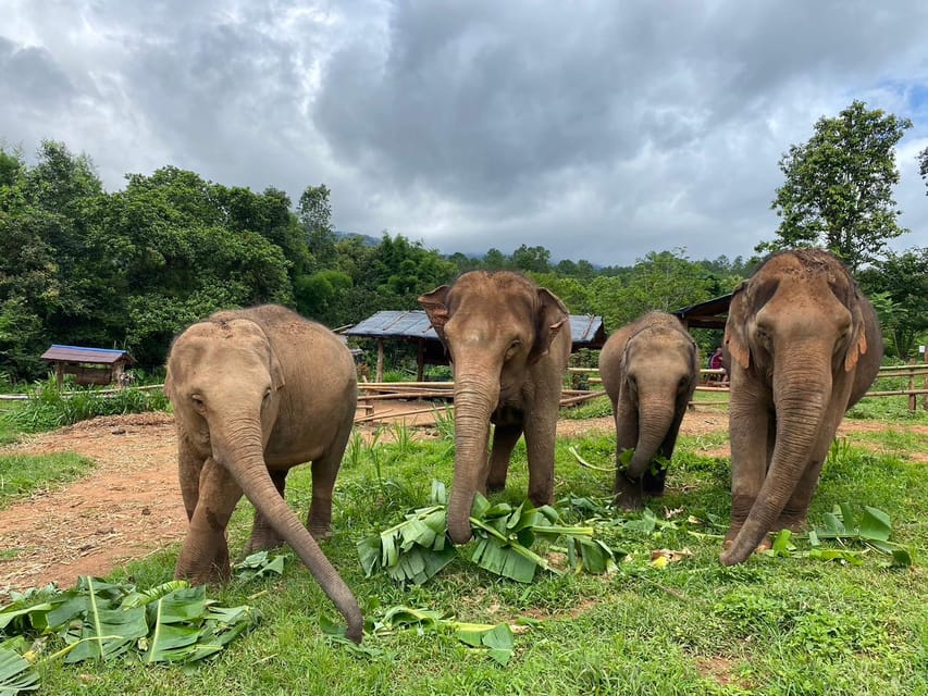 Chiang Mai: Elephant Dream Project Sanctuary - Half-Day - Key points at a glance