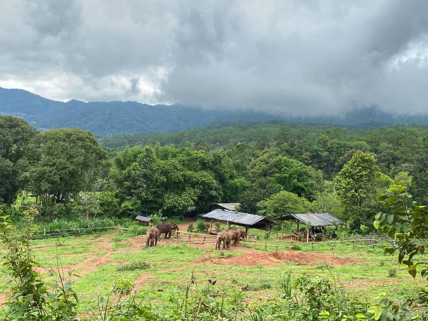 Chiang Mai: Elephant Dream Project Sanctuary - Half-Day - Meeting the elephants at the sanctuary