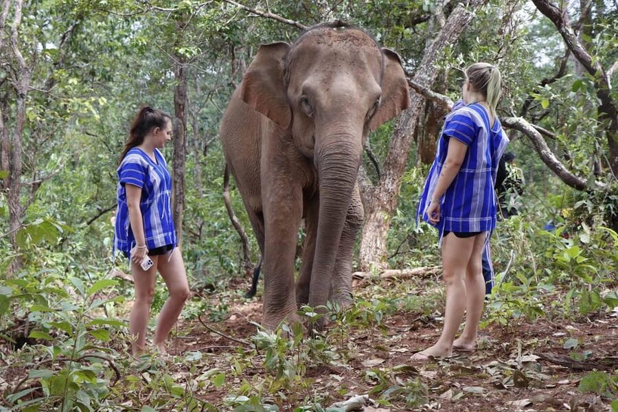 Chiang Mai: Elephant Dream Project Sanctuary - Half-Day - Feeding elephants, one bucket at a time