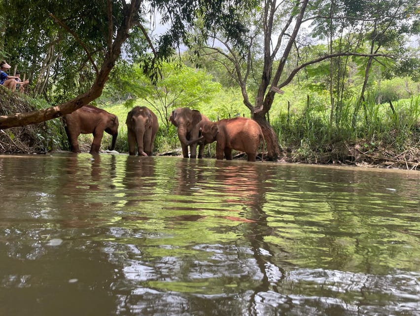 Chiang Mai: Elephant Dream Project Sanctuary - Half-Day - Walking uphill through the jungle