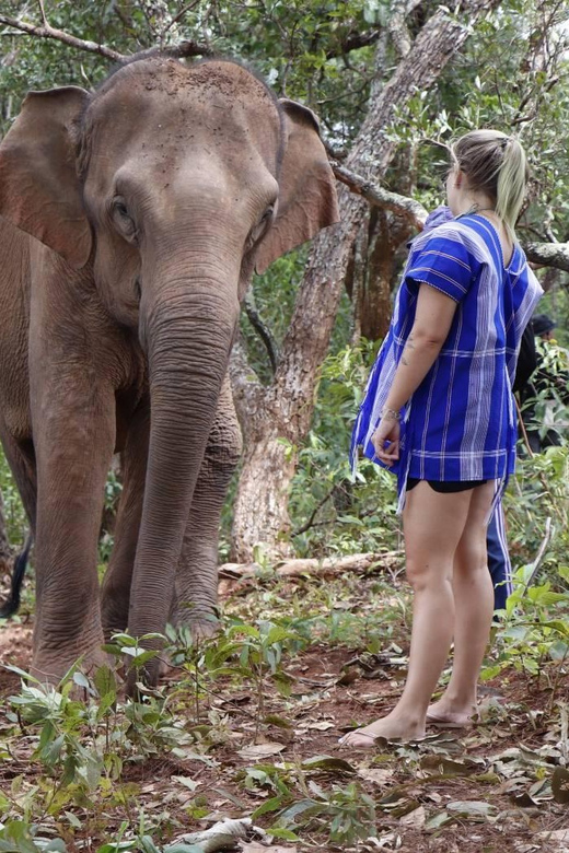 Chiang Mai: Elephant Dream Project Sanctuary - Half-Day - Water, bathing, and the limits of contact